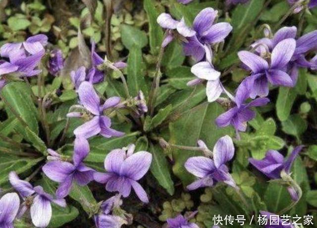  『紫花地丁』干旱的农田里，长满了1种“野堇菜”，比太阳花好看，还珍贵！