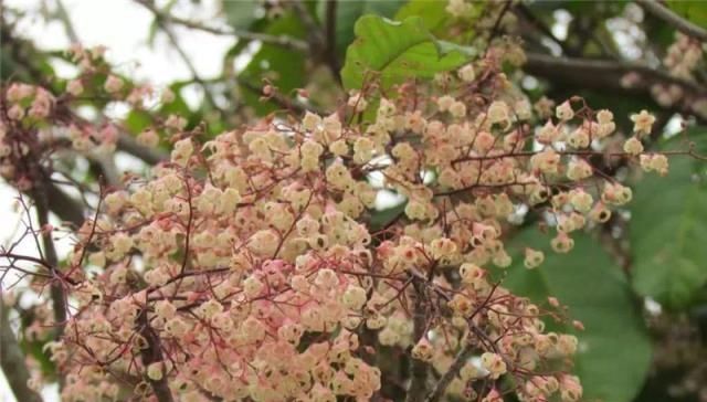  「板栗」味道似板栗，焖鸡是名菜，七夕节能卖断货，一斤20元农