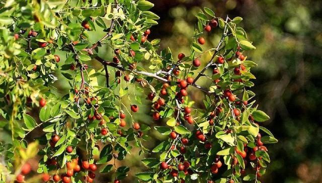  「果核」农村一种野果，以前不值钱但无法人工种植，现在果核要8