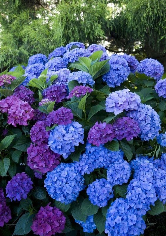  「想养」花园里种上“3种花”，清新又漂亮，看过了都想养，超级美！