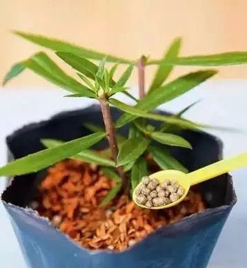  好处|如何给家里的盆栽进行修剪，花草的修剪有什么好处，你知道吗？