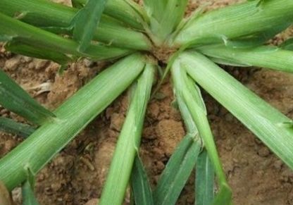  「药用价值」麦地里的一种恶草，城里人看中的是它的药用价值！