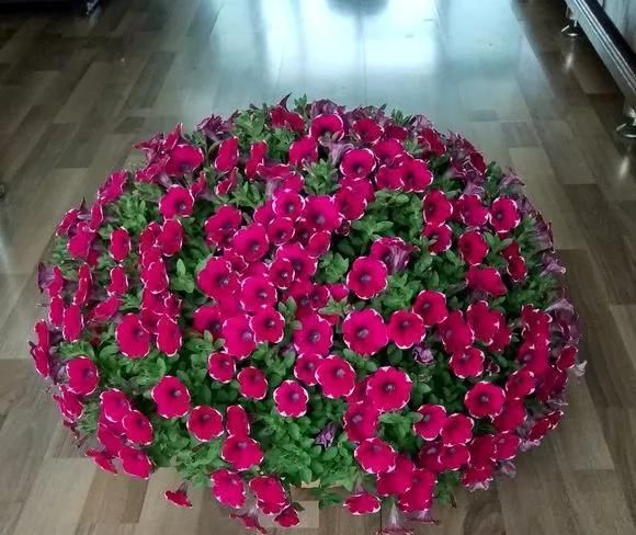  #长寿花#阳台花儿开败后，手痒剃个头，剃完就爆花，开成花球太惊艳！