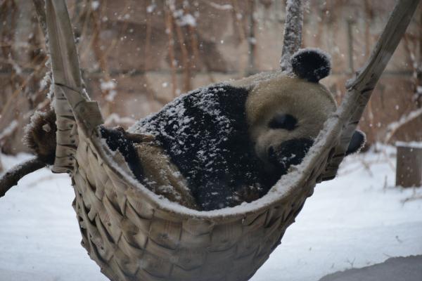 大熊猫“乐享”雪景