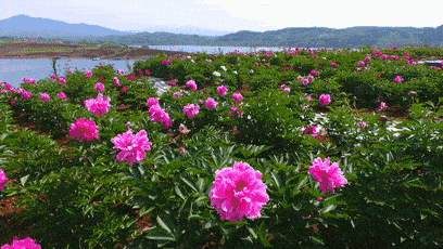  #没来#牡丹花开已成海，您咋还没来？