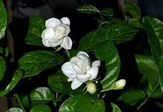  『阳台』阳台就养“4种花”，花朵美艳，花苞一茬接一茬，阳台美成后花园