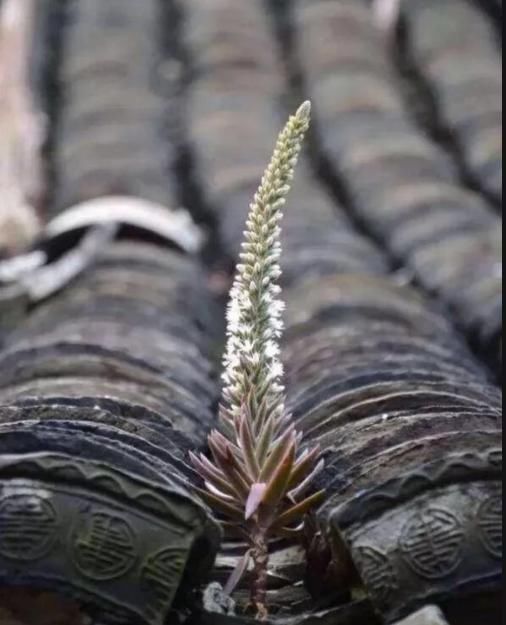  【不死鸟】农村没人要的多肉，长得满屋顶都是，下雨后泛滥了一