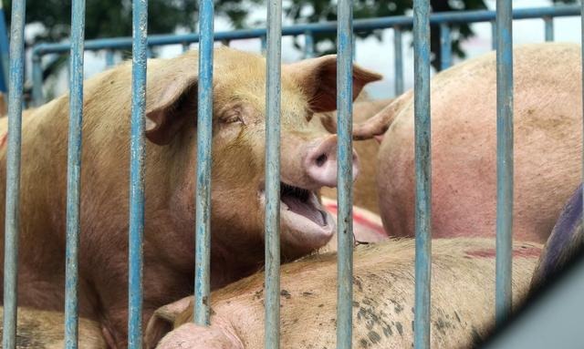  [养殖户]养猪难，散养户未来的出路在哪里？