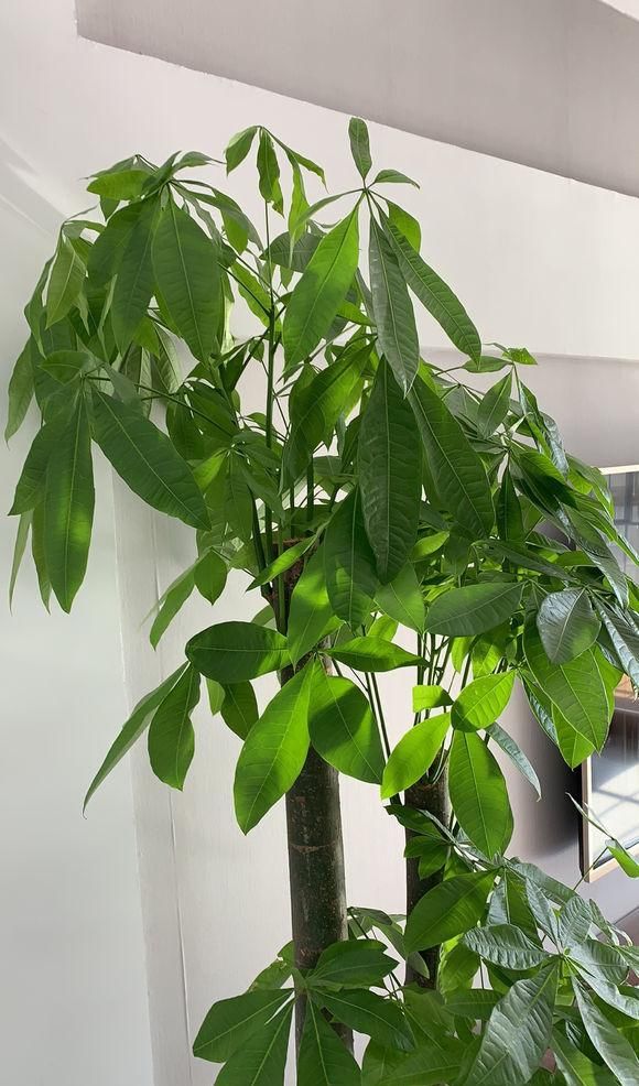  『不好』发财树不好养，老花匠教你养，做好这4点，还能开出小白花