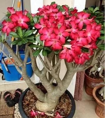  [懒人]6种“懒人花”可真皮实，一个月不浇水，太阳越晒，开花越泼辣