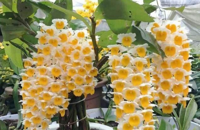 『花苞』阳台养个“大花球”，花苞一团团，光是浇水，就能一年四季花儿旺