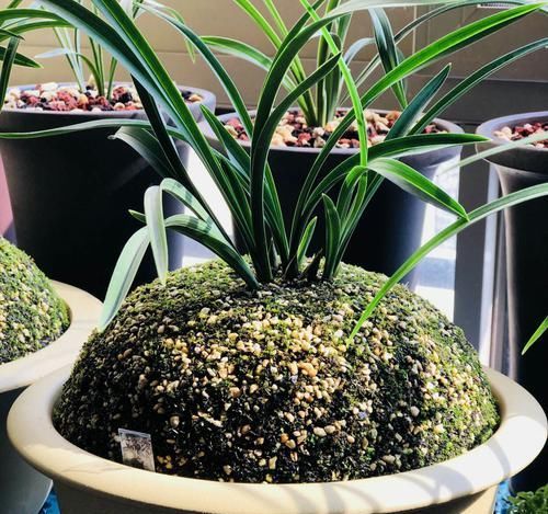  「深盆」种植兰花用浅盆好还是用深盆好？十年兰花老农给出了答案