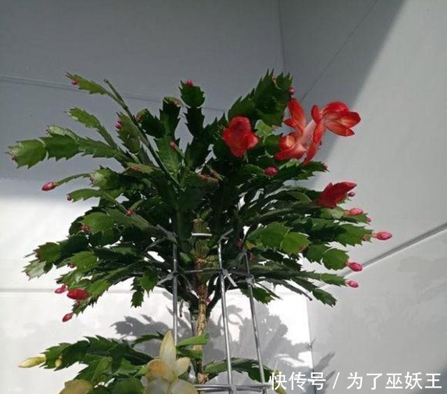 「仙人掌科」3种“便宜花”这样养一养,一年变“老桩”,开花千朵还“镇宅”