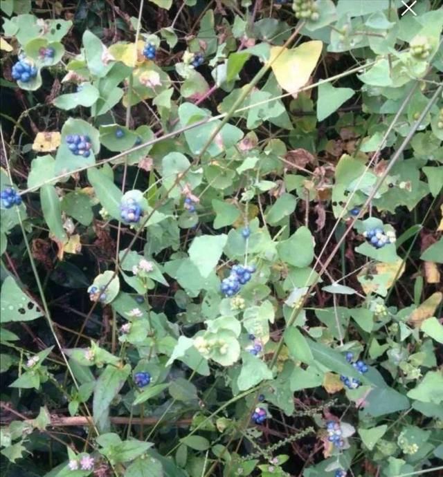  [黄花酢浆草]花盆里长出蘑菇，马上拔干净，否则就是大祸害！