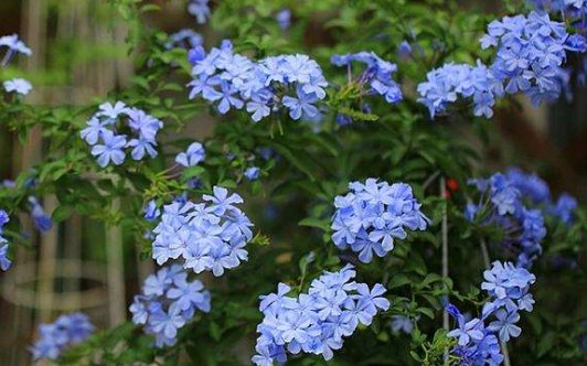  「玉树」养花要“舍得”，5种花“越剪越旺”，四季花开，开花变成棒棒糖