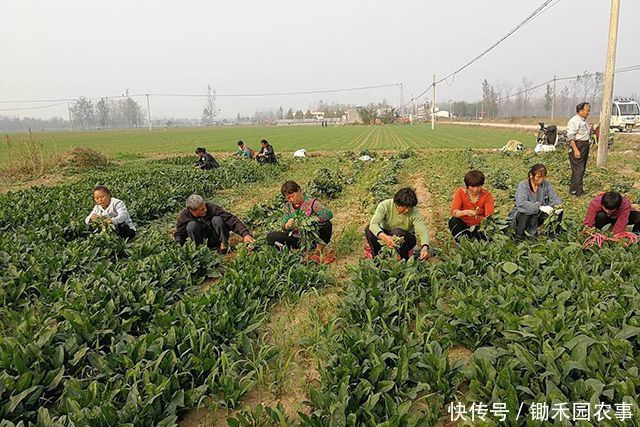  「处理决定」对于农村租地，近期出现了一些不得不防的“陷阱”