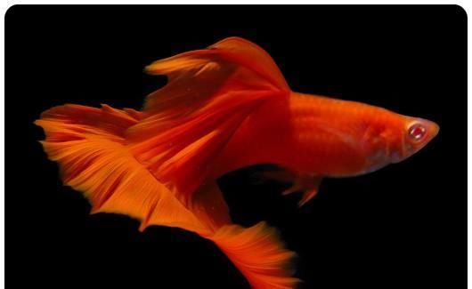  【均表现为】孔雀鱼太好繁殖啦，所以孔雀鱼的品种多到让你数不过来！