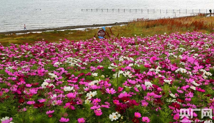 青海湖加强生态保护 整体生态功能持续增强