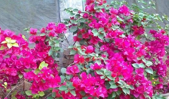  【磷钾肥】三角梅不开花的原因,三角梅不开花怎么办,这个你要知道