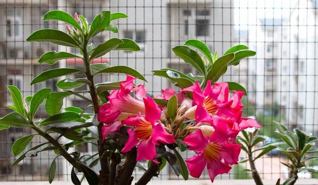  「耐热」家养“此花”，耐旱耐热，夏季不担心生长趋势，养1盆，花开不断