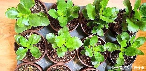 药水■长寿花开败了,轻剪开花,重剪长芽,兑点药水,一年多开几茬花