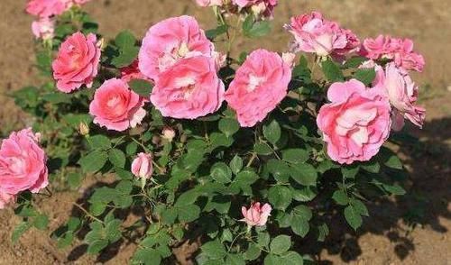  【长寿花】春天里，“3种花”抓紧去修剪，侧枝长得更旺，花期一到开不停！