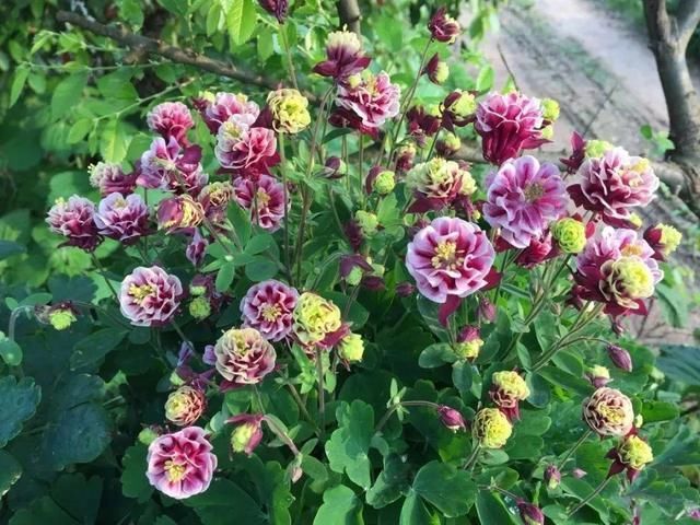 长达:这花名字土掉渣,开花却特美,花期长达3个月