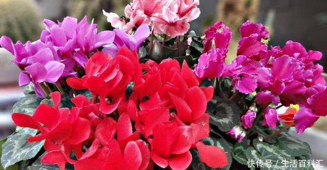 空间|北方室内养“几种”花,植株不占空间,花期长,每次开花都爆盆