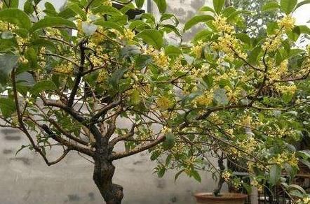  #养上一盆#3盆花放客厅，从年头“香”到年尾，去异味、空气好，养了就是赚