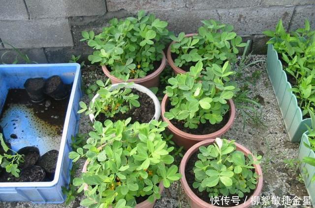  「盆栽植物」花盆里怎么种花生10粒花生米，长成绿油油小盆景，秋天收获不错！