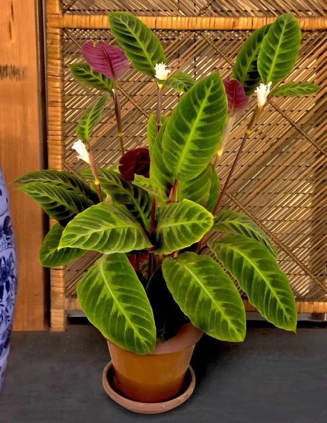  「空气湿度」开白色花的观赏竹芋，除了紫背天鹅绒，你还能找到哪一种？