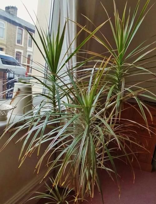  「阴凉处」几种好看的室内盆栽观叶植物，都可以摆室内阴凉处养