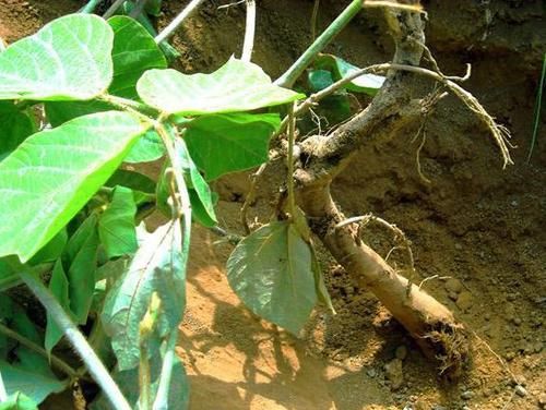 「绿色食品」50年前喂猪的“野草”，农民吃到吐，如今当绿色食