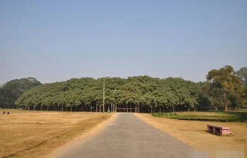 世界最大一棵树：占地1.3万平方米，上千只鸟在树上休息，就在中