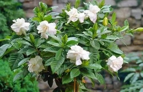  停不下来：栀子花不开花？做好3点，开花多得停不下来，拦都拦不住，爆满盆