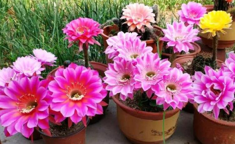  「适合」“4种花”最好养，半月浇水一次，花开压弯枝头，适合新手养！