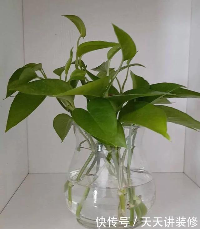 『绿萝』养花技巧:春天赶紧扦插绿萝,扯根枝插3盆,5种方法个个好活!