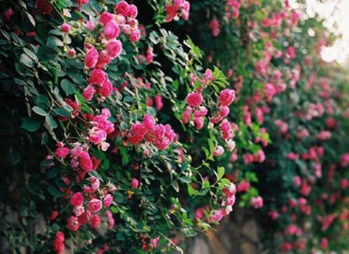『糟糕』水培植物越来越糟糕?水里丢点料,黄叶没了,长势变好