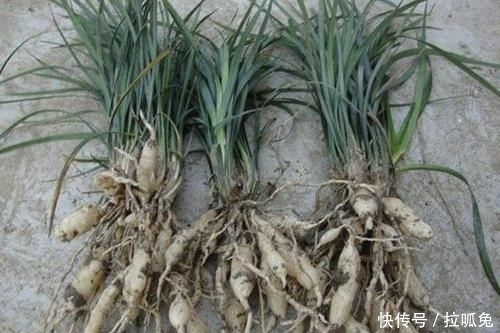 『观赏价值』它在农地里像“杂草”,被称为“沿阶草”,根茎比庄稼值钱,珍贵