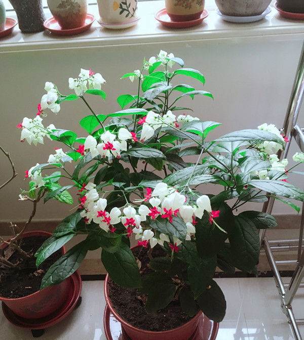 观赏价值：最好养的木本植物，扦插就能活，多季开花不说观赏价值还很高