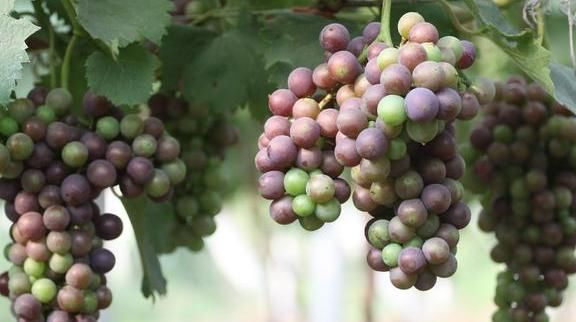 写给老师新年语