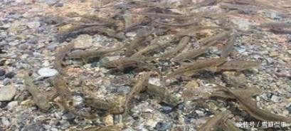 中国不吃鱼的城市, 湖中有6亿斤鱼伸手就抓到一大把, 却没人敢吃