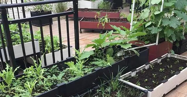  [喜欢]农村菜园，城市小花园，你喜欢哪个