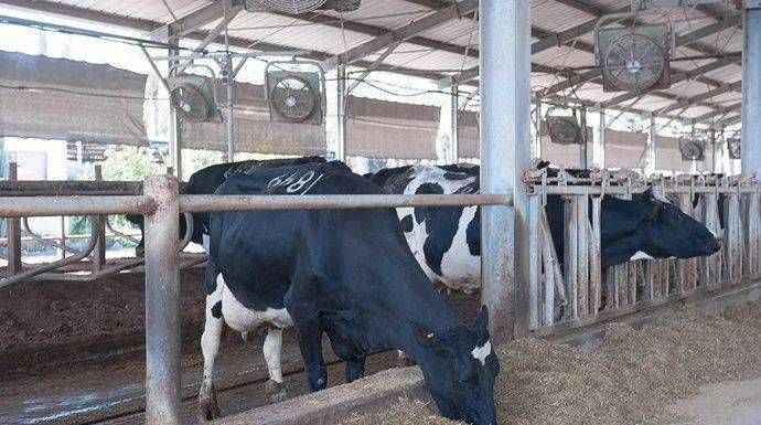  集体农场|这才是真正的“共享农庄”：除了老婆孩子，一切共享