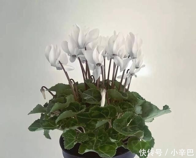  天使■喜欢白色？这五种“洁白花”不可错过，美如雪中天使