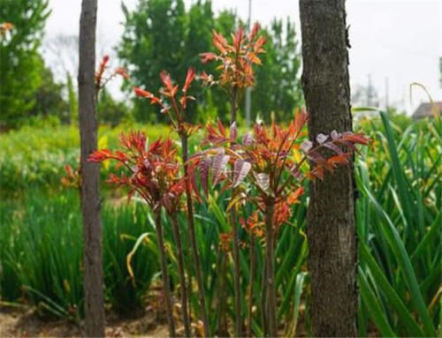  [收购]有人去农村收购“香椿皮”，价格高达60元一斤，为何这么