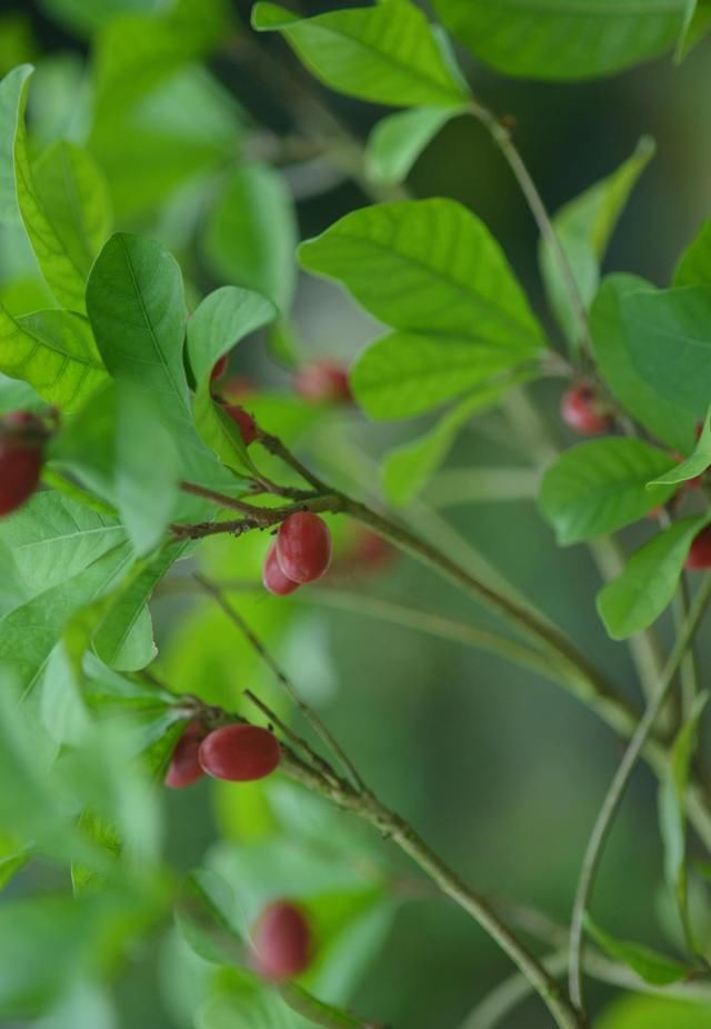 “土豪植物园”，带你走进奇妙园艺世界