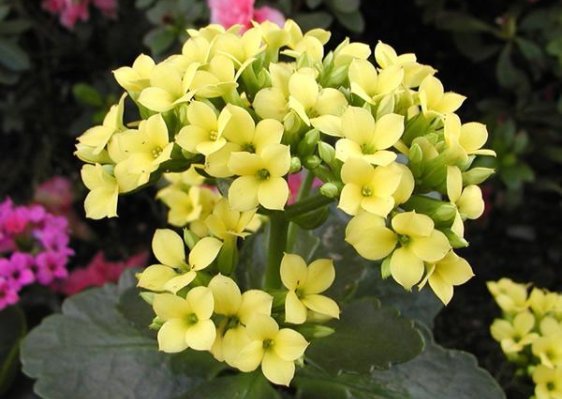  『家里』家里阳台种这些花，放在阳台开成瀑布，绚丽多彩，花开满满惹人爱