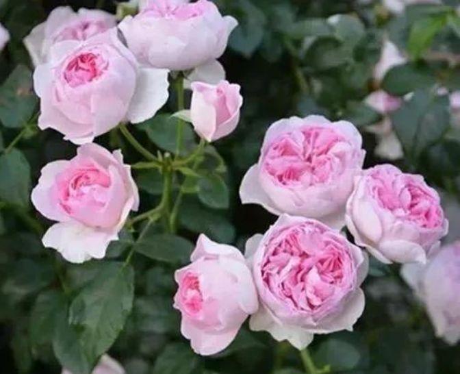  『漂亮』4种花是花中劳模，一年四季开花不断，花大色艳真漂亮