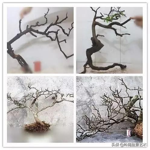 红牛盆景,牛气冲天!